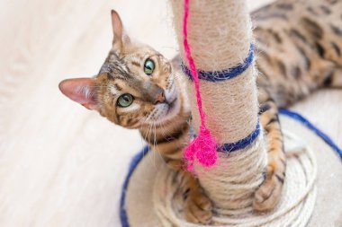 cute funny cat is playing with a scratcher at home clipart