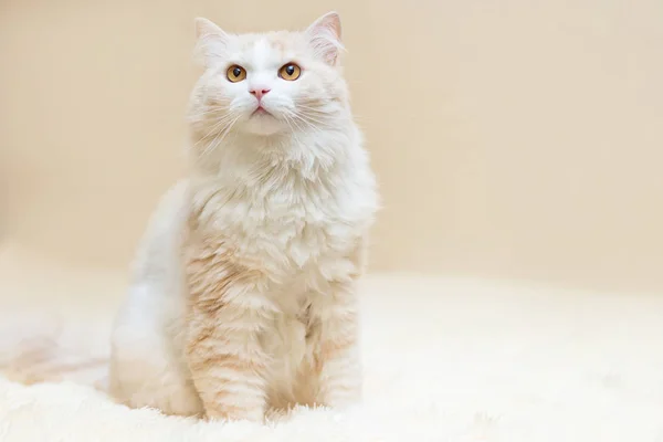 Porträtt Vit Turkiska Angora Katt Hemma — Stockfoto
