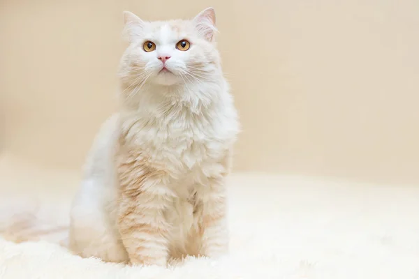 bir beyaz Türk angora kedi evde portresi