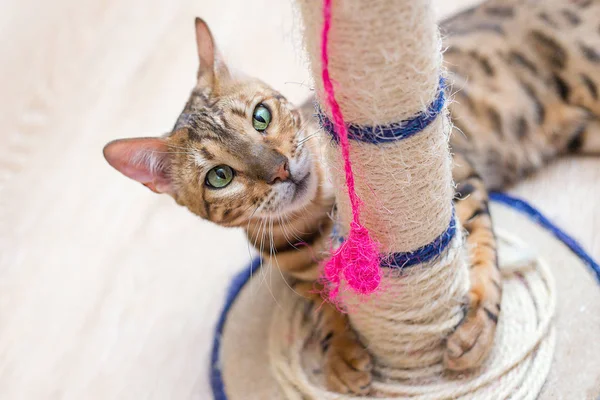 Lindo Divertido Gato Jugando Con Rascador Casa —  Fotos de Stock