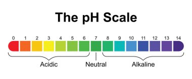 pH ölçekli vektör çizimi. Kimya, fen eğitimi, okul malzemeleri veya laboratuvar göstergeleri için asit, nötr, alkali renk çizelgesi. Beyaz arkaplanda izole edilmiş renkli bilgi.