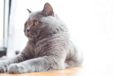 Güzel kısa saçlı İngiliz kedi kat dinlenme yalan 