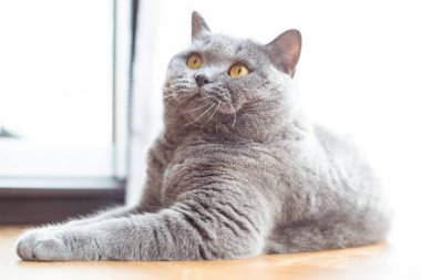 Güzel kısa saçlı İngiliz kedi kat dinlenme yalan 