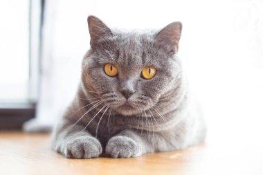 Güzel kısa saçlı İngiliz kedi kat dinlenme yalan 