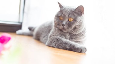 Güzel kısa saçlı İngiliz kedi kat dinlenme yalan 