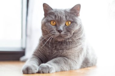 Güzel kısa saçlı İngiliz kedi kat dinlenme yalan 