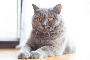 Güzel kısa saçlı İngiliz kedi kat dinlenme yalan 