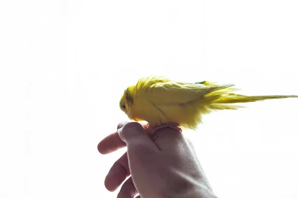 Gelber Schöner Welliger Papagei Sitzt Auf Der Hand Eines Mannes — Stockfoto