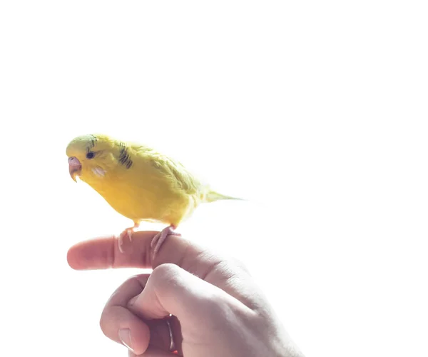 Pappagallo Ondulato Giallo Bello Siede Sulla Mano Uomo — Foto Stock