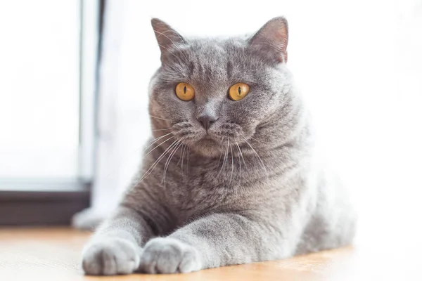 Красивая Короткошерстная Британская Кошка Лежит Полу — стоковое фото