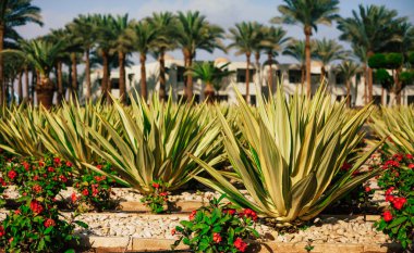 Yatıştırma görüntüleme. Bitkilerin çeşitliliği bir fotoğraf. Orada nadas, Hint kırmızı, limealicious ve çarpıcı gökyüzü bulutlu önünde tarçın yetiştiricileri.