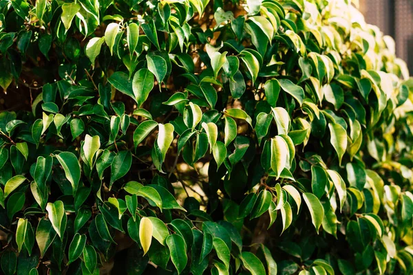 Leaf Heaven Bush Young Greenish Foliage Golden Sunlight Them Grows — Stock Photo, Image