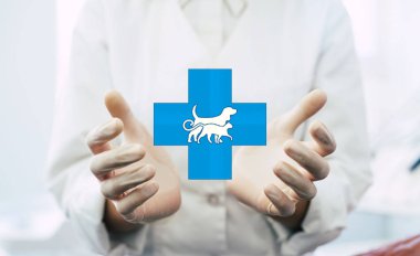 İş yerinde arka plan üzerinde fotoğraf bir veteriner Doktor eller, tıbbi profesyonel holding sanal veteriner nesne veya madde ürün teslim. Sağlık ve reklam kavramı, kopya alanı.