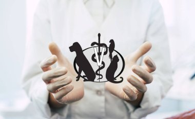 İş yerinde arka plan üzerinde fotoğraf bir veteriner Doktor eller, tıbbi profesyonel holding sanal veteriner nesne veya madde ürün teslim. Sağlık ve reklam kavramı, kopya alanı.