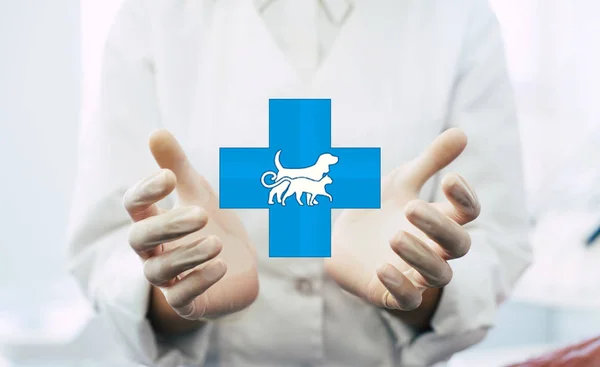 Photo of the vet doctor hands on work place background, medical professional handed holding virtual vet object or item product. Healthcare and advertisement concept, copy space.