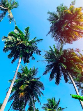 Mahalle gökyüzüdür. Açık mavi gökyüzü ve yüksek canlı yeşil palmiye ağaçları önünde çeşitli ile güneşli gün.