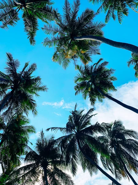 Day Light Lots Green Palm Trees Which Raised Clear Blue — Stock Photo, Image