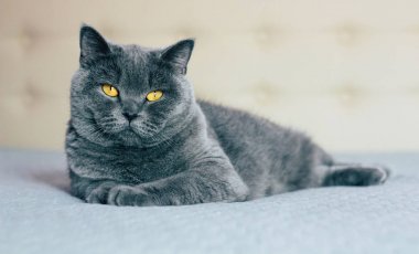 Evcil sevimli kedi. Odada yatakta yatarken etkileyici turuncu gözlü İngiliz shorthair kedi. 