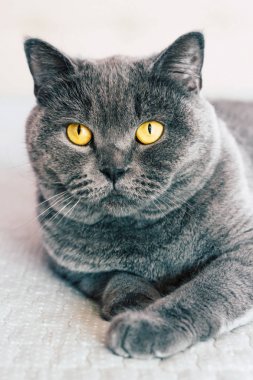 Evcil sevimli kedi. Odada yatakta yatarken etkileyici turuncu gözlü İngiliz shorthair kedi. 