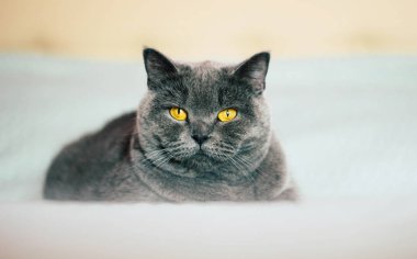 Evcil sevimli kedi. Odada yatakta yatarken etkileyici turuncu gözlü İngiliz shorthair kedi. 