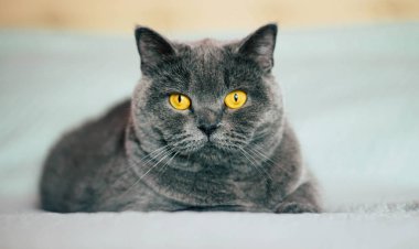 Evcil sevimli kedi. Odada yatakta yatarken etkileyici turuncu gözlü İngiliz shorthair kedi. 