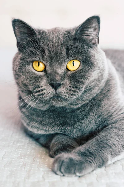 Gato Doméstico Encantador Británico Taquigrafía Gato Con Expresivo Naranja Ojos — Foto de Stock