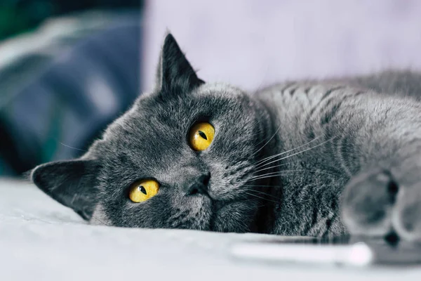 Domestic lovely cat. British shorthair cat with expressive orange eyes while laying on the bed in room.