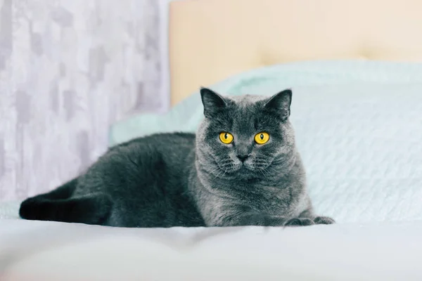 家养可爱的猫 英国短毛猫与表现力橙色的眼睛 而躺在房间里的床上 — 图库照片