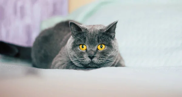 Домашний Милый Кот Британская Короткошерстная Кошка Выразительными Оранжевыми Глазами Лежащая — стоковое фото
