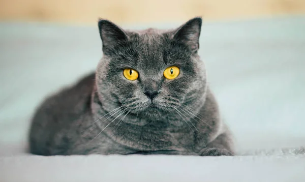 Gato Doméstico Encantador Británico Taquigrafía Gato Con Expresivo Naranja Ojos — Foto de Stock