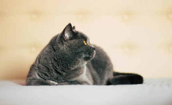 Domestic lovely cat. British shorthair cat with expressive orange eyes while laying on the bed in room.