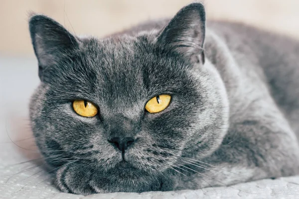 Domestic lovely cat. British shorthair cat with expressive orange eyes while laying on the bed in room.