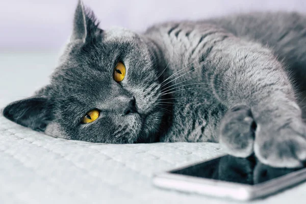 Domestic lovely cat. British shorthair cat with expressive orange eyes while laying on the bed in room.