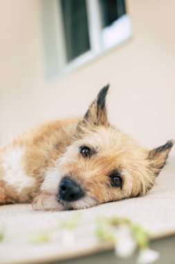 Güzel mutlu kıvırcık aile köpeği arka bahçede uzanıyor ve rahatladı. Sığınaktan evlat edinildi