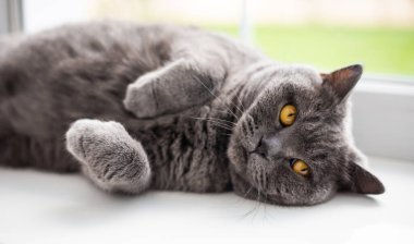 Güzel pofuduk İngiliz kedisi pencere kenarında uzanıyor ve rahatlıyor.