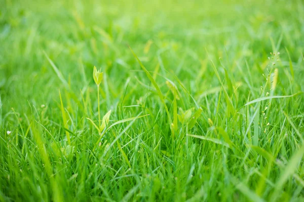Закрыть Фотографию Зеленой Яркой Травы Летом Открытом Воздухе — стоковое фото