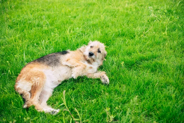 Hermoso Perro Familia Rizado Feliz Está Acostado Patio Trasero Relajado —  Fotos de Stock