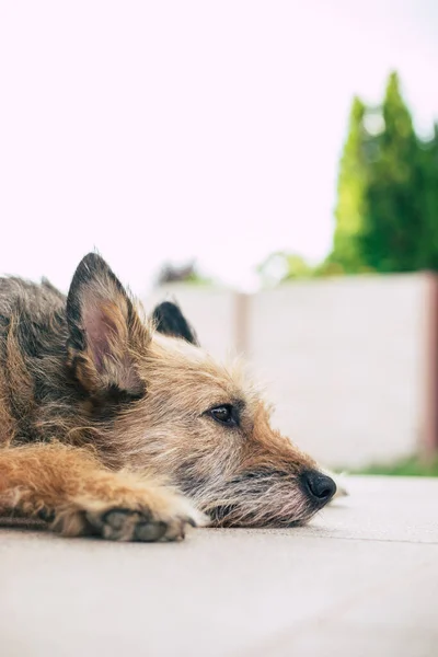 Beautiful Happy Curly Family Dog Lying Backyard Has Relaxed Adopted — Stock Photo, Image