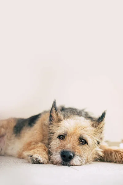 Beautiful Happy Curly Family Dog Lying Backyard Has Relaxed Adopted — Stock Photo, Image