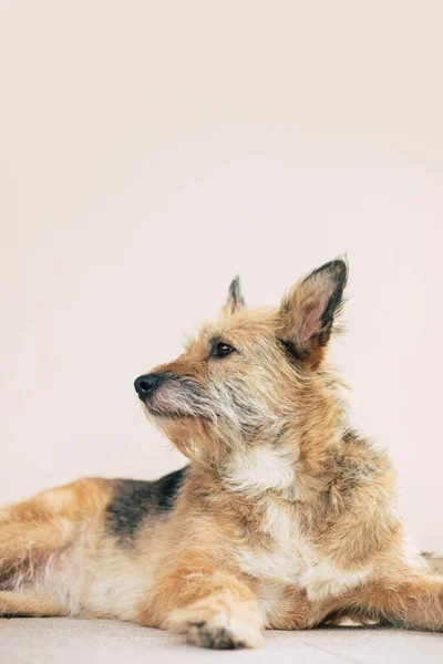 Beautiful Happy Curly Family Dog Lying Backyard Has Relaxed Adopted — Stock Photo, Image