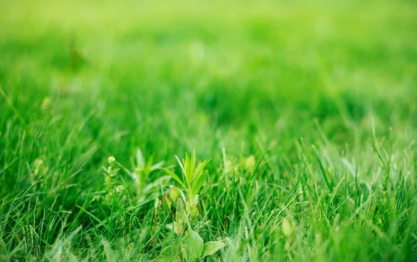 Nahaufnahme Foto Von Grünem Lebendigem Gras Sommer Freien — Stockfoto