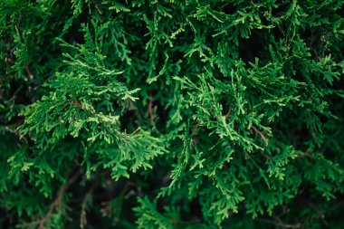 Yaz mevsiminde thuja Bush 'un yakın çekim fotoğrafı.