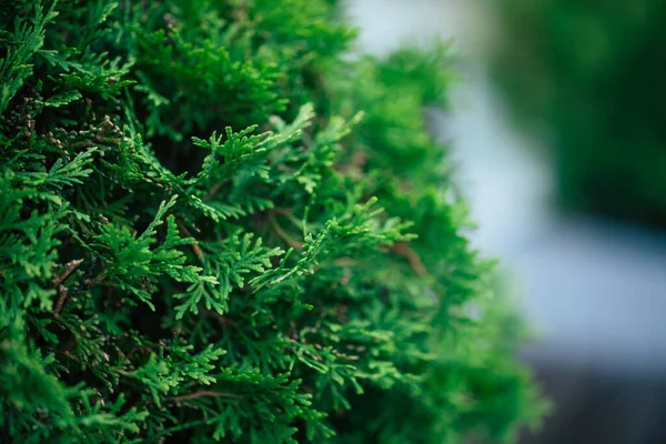 Cerca Foto Del Arbusto Thuja Temporada Verano — Foto de Stock