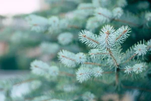Close Photo Blue Fresh Spruce Branches — Stock Photo, Image