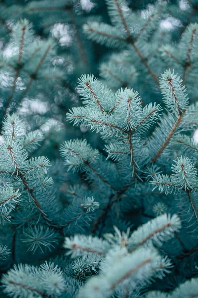 Close Photo Blue Fresh Spruce Branches — Stock Photo, Image