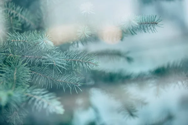 Close Photo Blue Fresh Spruce Branches — Stock Photo, Image