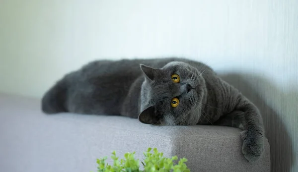 Cute Young Shorthair British Cat Stretching While Lying Couch Domestic — Stock Photo, Image