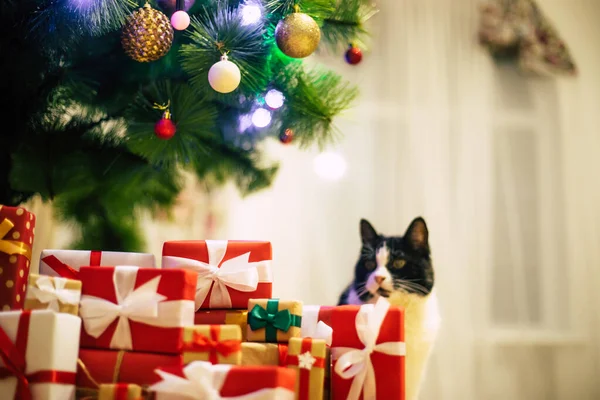 Decorated Christmas Tree Illumination Many Colorful Gift Boxes Domestic Room — Stock Photo, Image