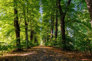 Sunny tree alley with green foliage and shadows on a walking path in late summer season, peaceful nature scene with warm light, seasonal landscape and natural travel background
