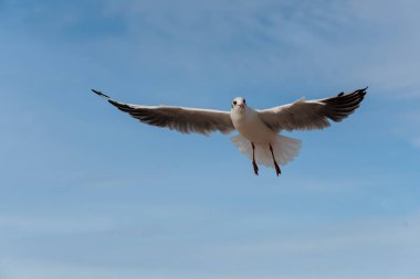 Seagull in flight against a blurry blue sky with a light cloud cover